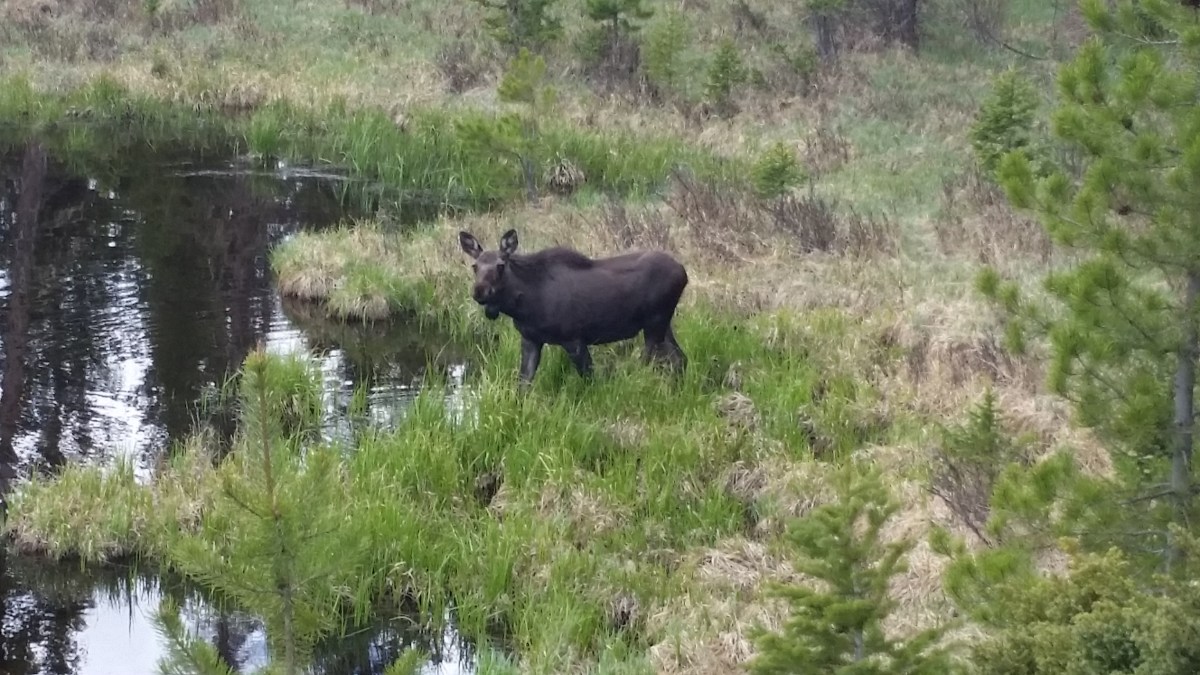 Rocky Mountain NP, Temperaturschock und&nbsp;Elche