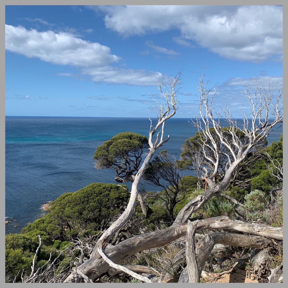 Walbeobachtung und Küstenwanderung