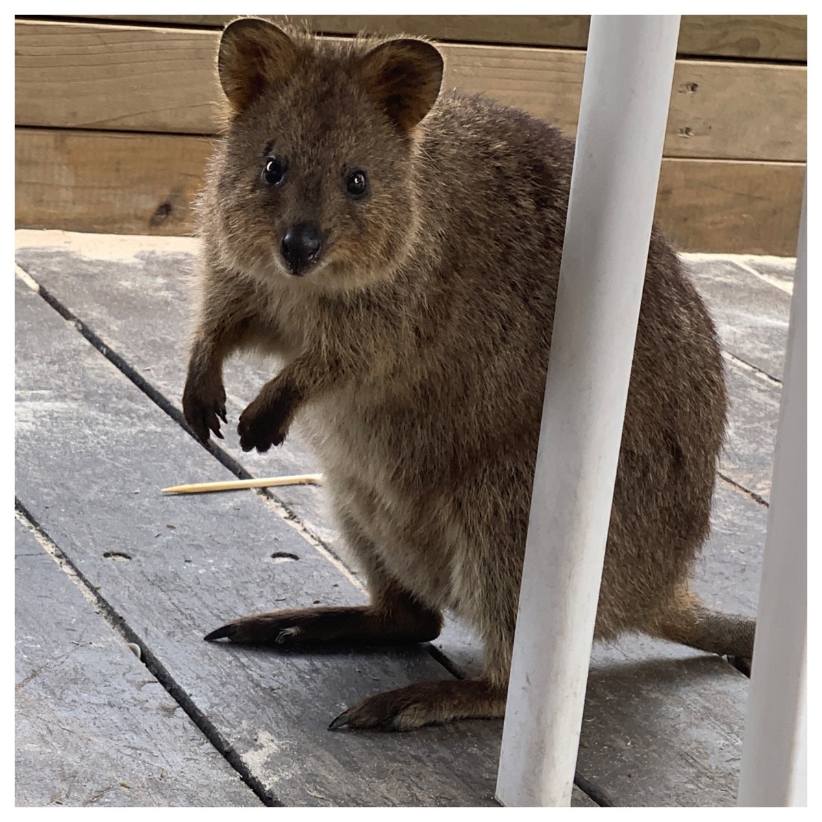 Rottnest Island &&nbsp;Quokkas
